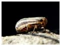 Peltonotellus quadrivittatus
